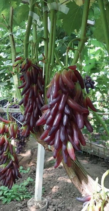 Halloween vita de vie