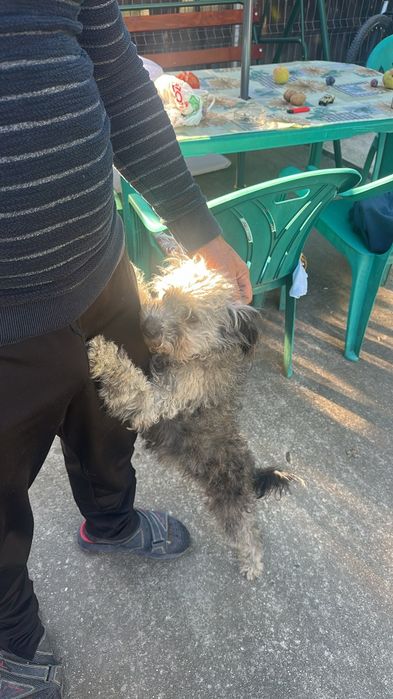 Cățel oferit spre adopție