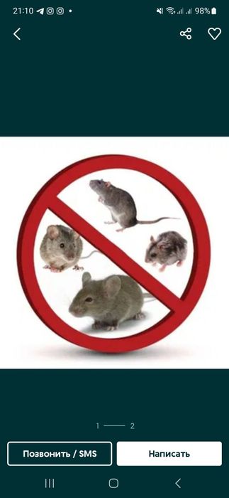 Kalamush,Крысы,sichqon dori