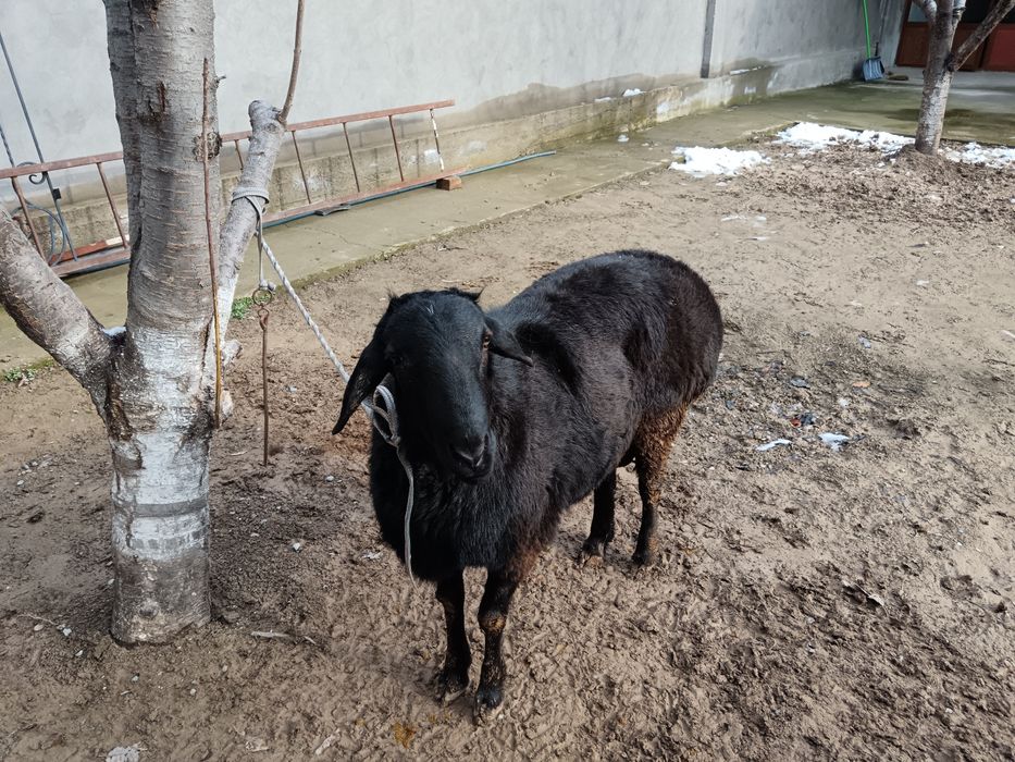 Животные только на кукурузах от кормленна больше чёрного мясо