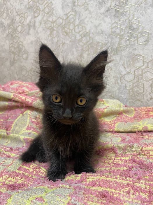 Бесплатно котята