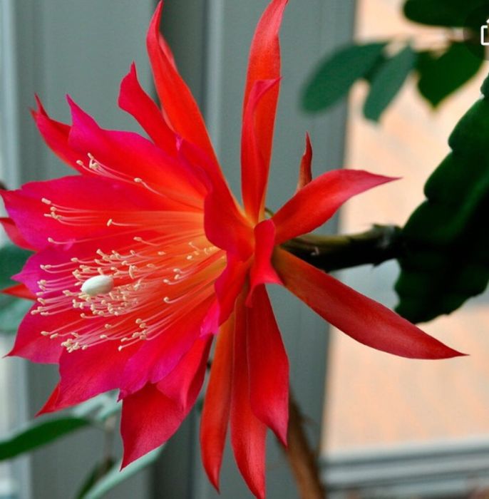 Продам три эпифиллума