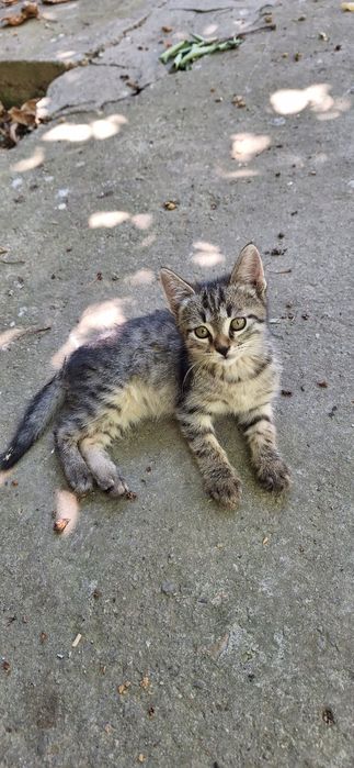 Отдадим котёнка в добрые руки. Мальчик 3 мес.