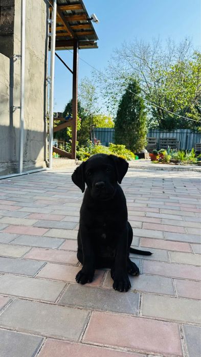 Продам красивых щенят