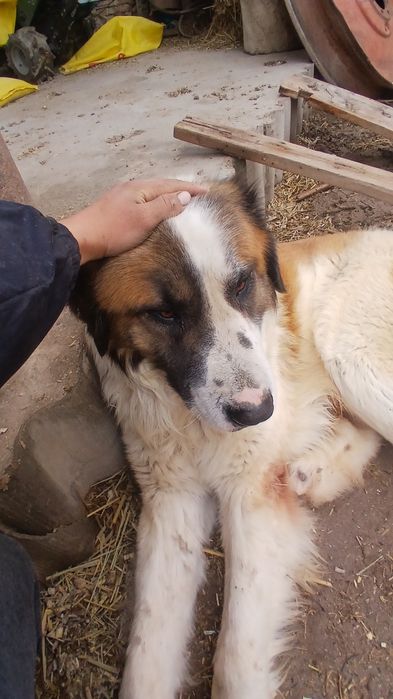 Алабай сатилади парода ит