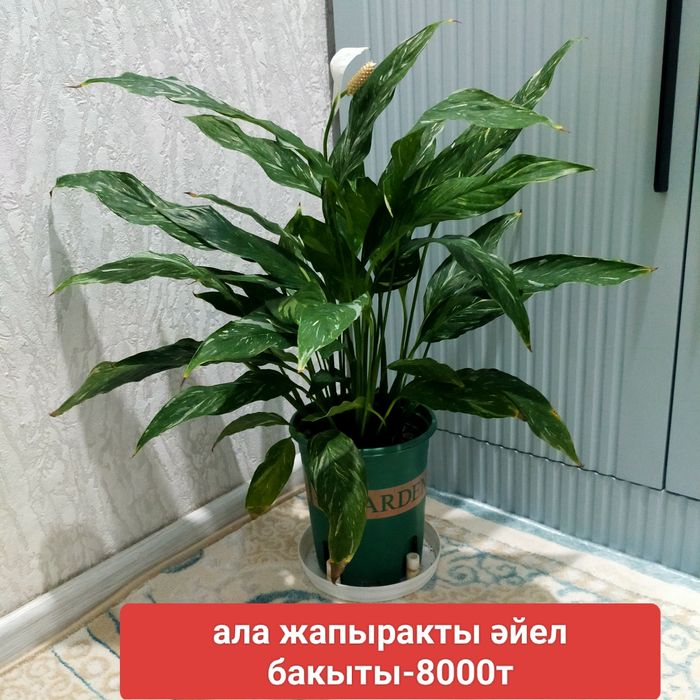 Свежие комнатные цветы