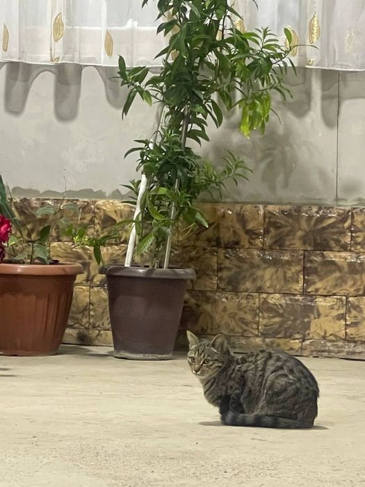 Bikinili qizlar porno onlayn