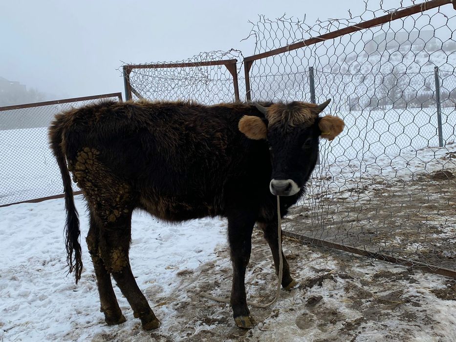 Тёлка алатауская