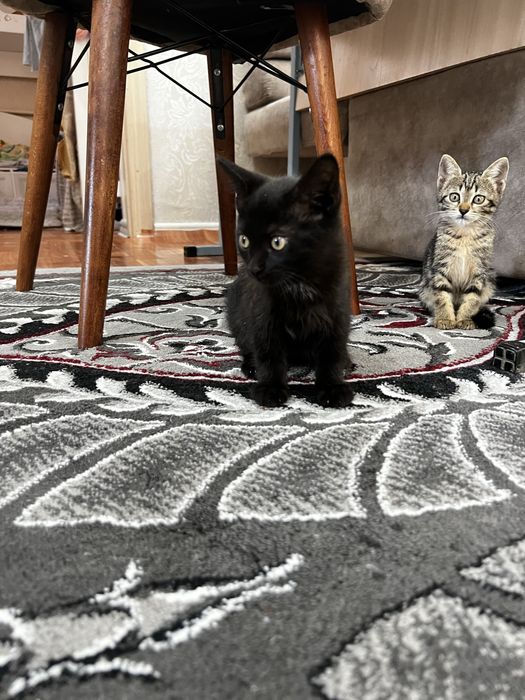 Отдам в добрые руки двух котят (мальчик и девочка)