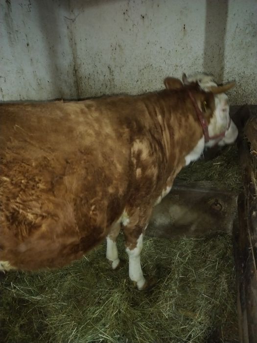 Vând junincă gestanta