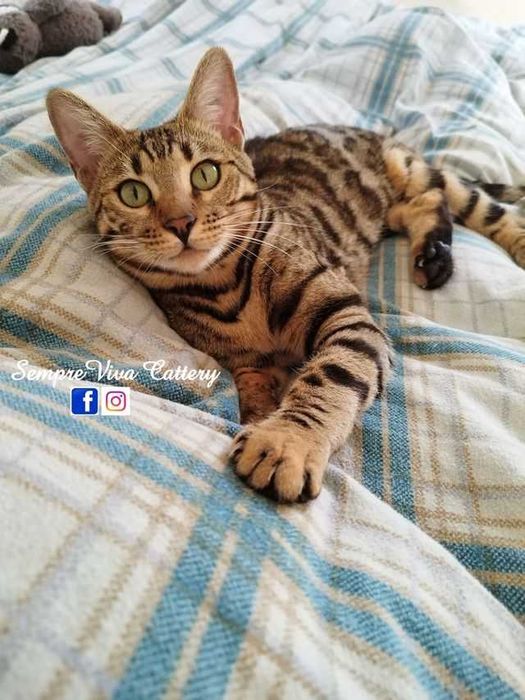 Бенгалска котка женска