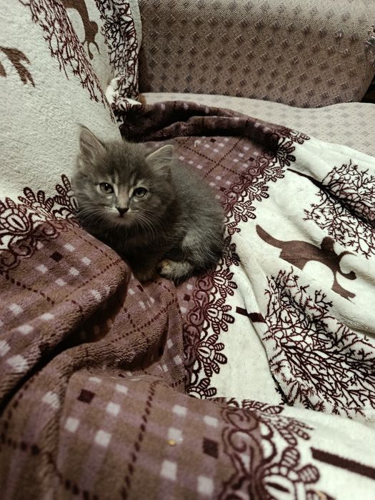Котята в добрые руки!