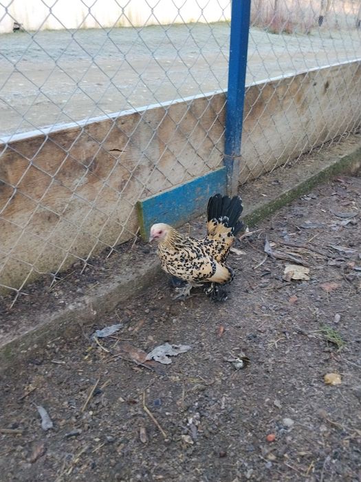 Schimb ce se vede ân poze