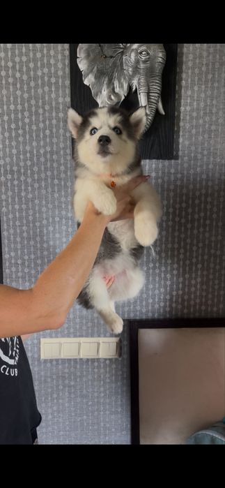 Девочка хаски 2 месяца