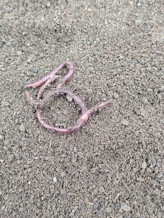 Биогомус. ( Капролиди.) Ромитан