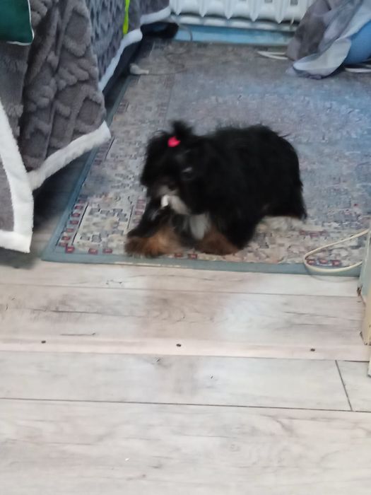 Подрощенные щенки Ши-Тцу