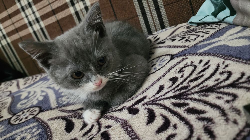 Отдам милую кошечку