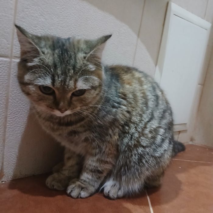 Отдам кошку британку ...