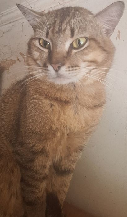 Отдам кота окраса таби в добрые руки