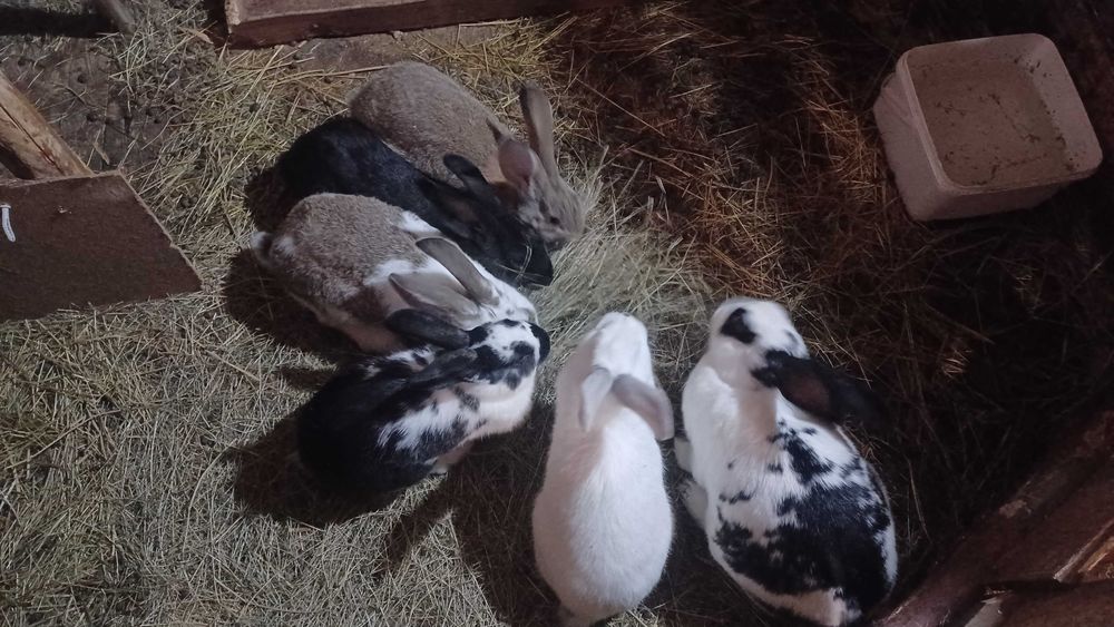 Продавам зайци различна възраст