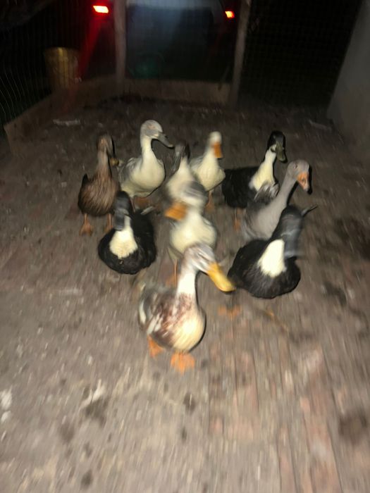 Vand oua de rata pt incubat