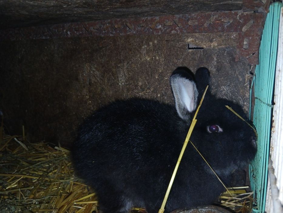 Vând/Schimb iepuri cap de leu