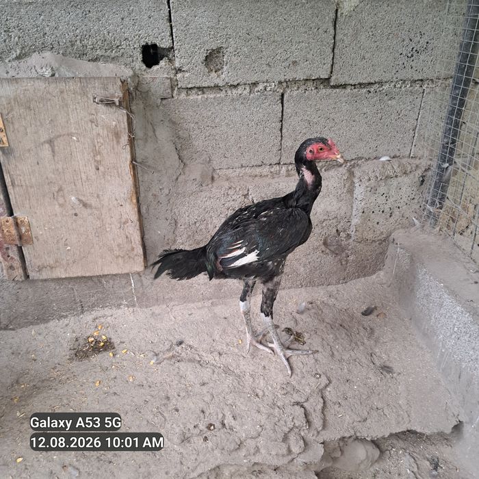 Продам 4 дакана. 5 месецев