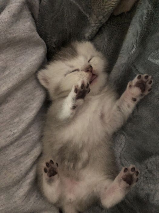 котята шиншилы