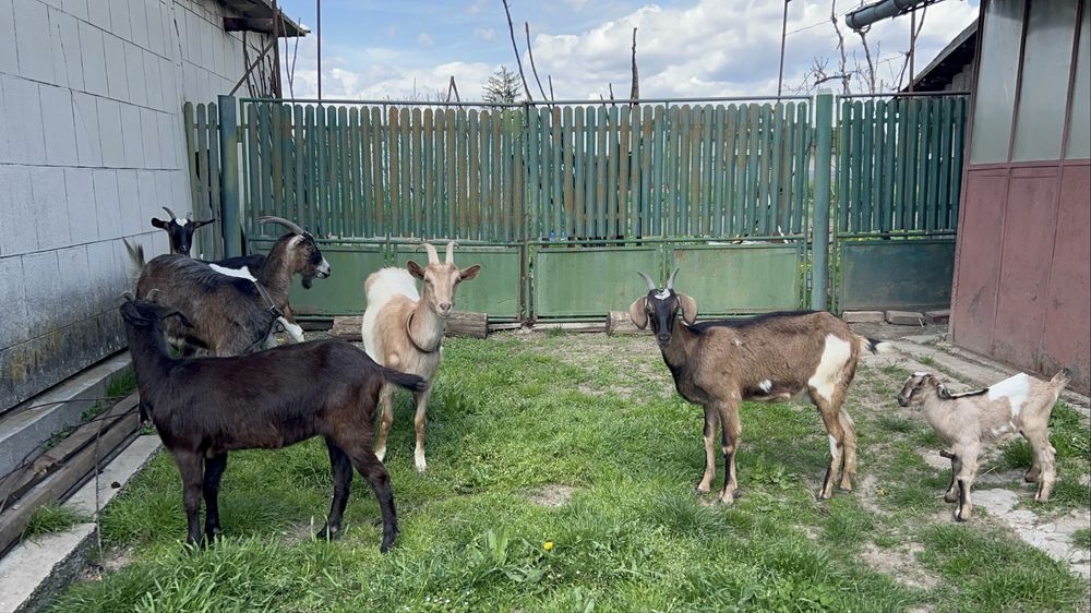 Capre cu lapte, iezi