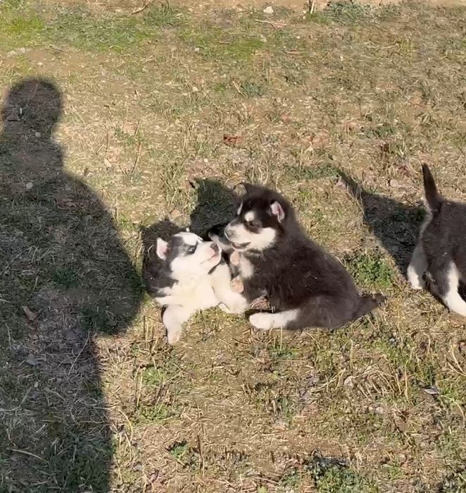 Шеночки хаски чистокровные