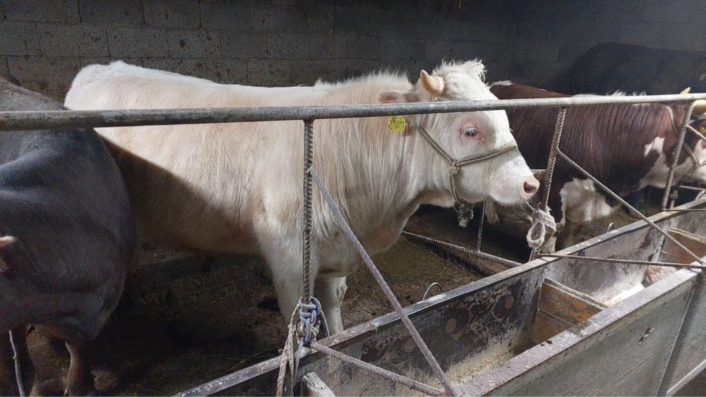 Срочно продается бычок