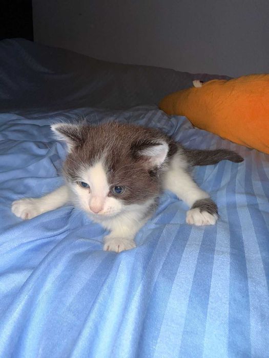 Кошки и домашние котята!!