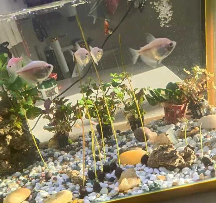 Seminte de lotus culoare mixta alb , bordo , pink