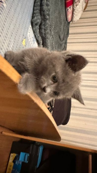 Британский котёнок