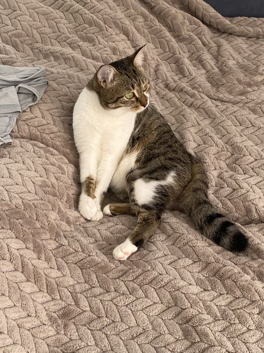 отдам кошку.