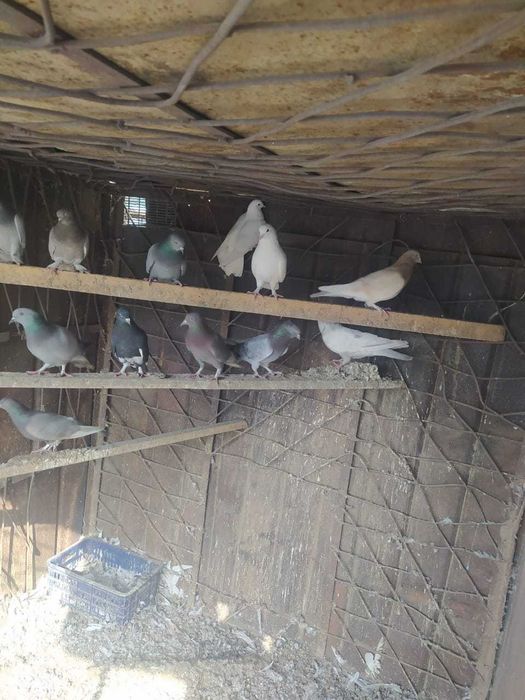 Срочно продаю голубей
