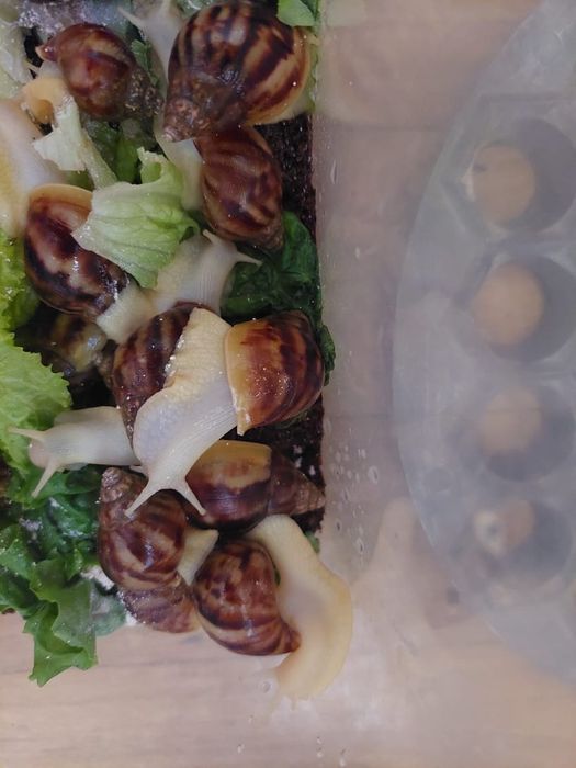 Улитки 1500 цена