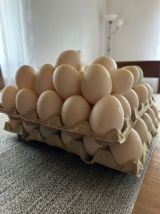 Vând ouă de rață