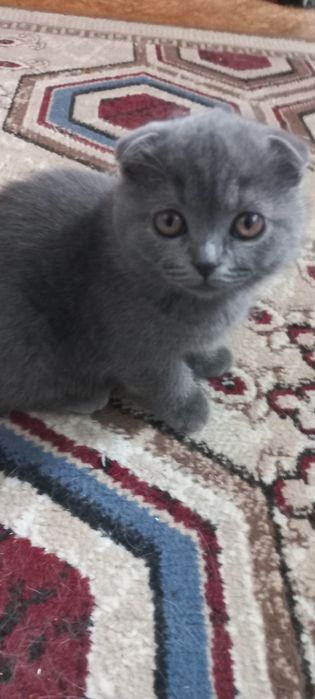 Британские котята