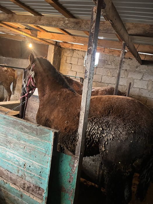 Кунажын байтал сатылады