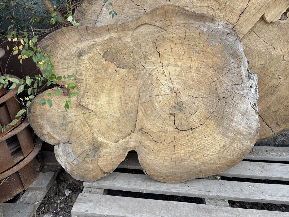 Карагач спилы разные размеры