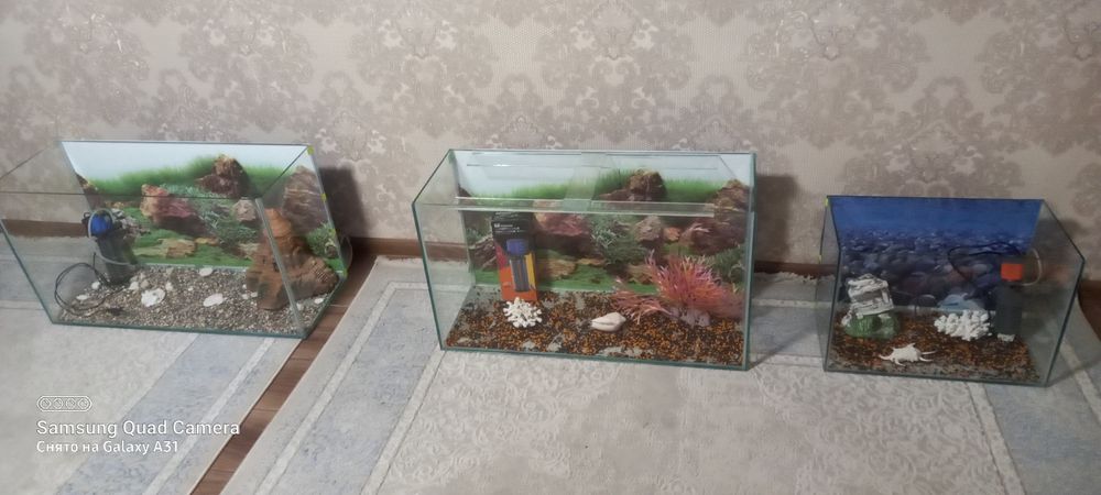 Рыбки аквариумные