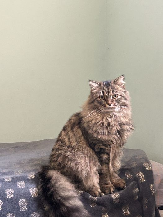 Отдам кота в хорошие руки