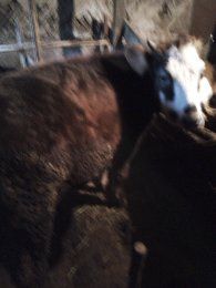 Vând două vițele de 4si 9luni pentru detalii sunați la telefon!