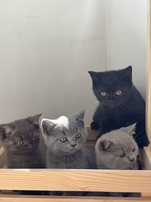 Британска късокосместа / British Shorthair
