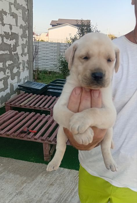 Labrador dragalas