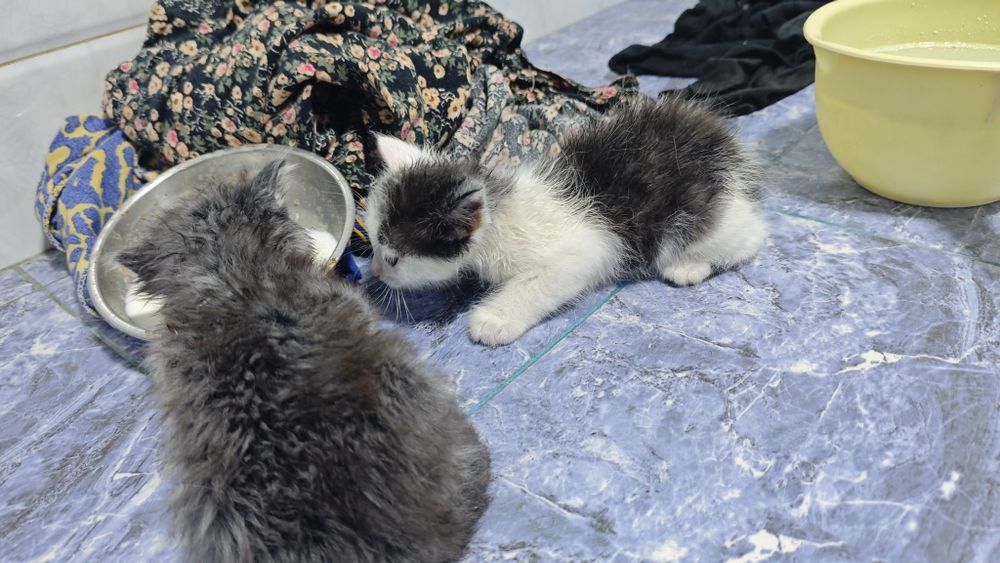 Котёнки в хорошие руки