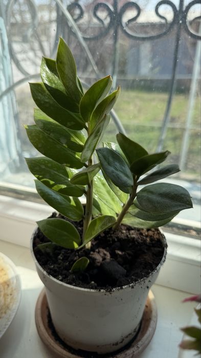 Комнатные цветы