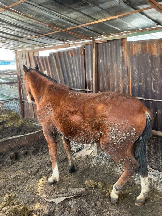 Тай сатылады семіз