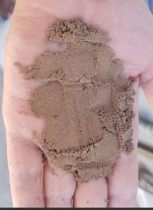 Артемия , цист артемии